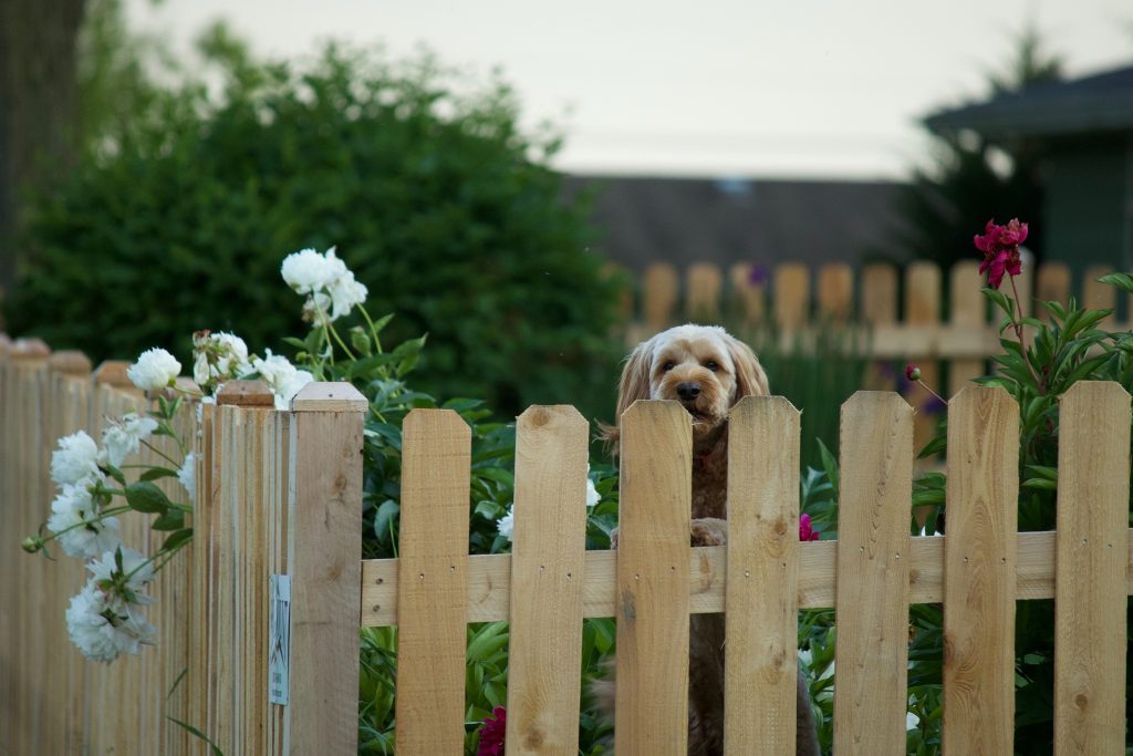 pet-trust-after-care
